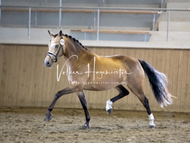 PSB Eliteschau Teil 2 18