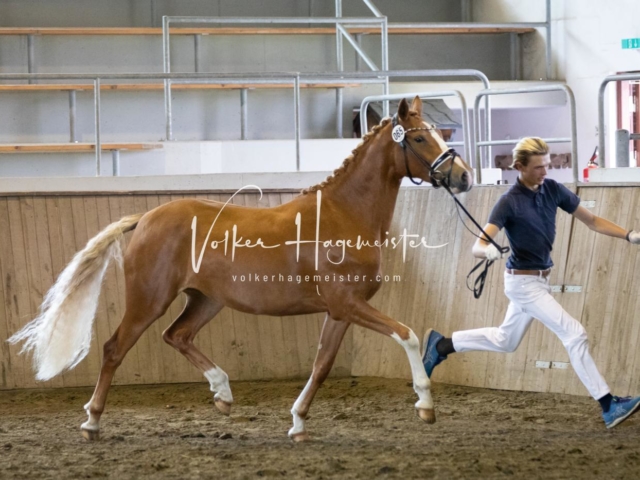 PSB Eliteschau Teil 2 19