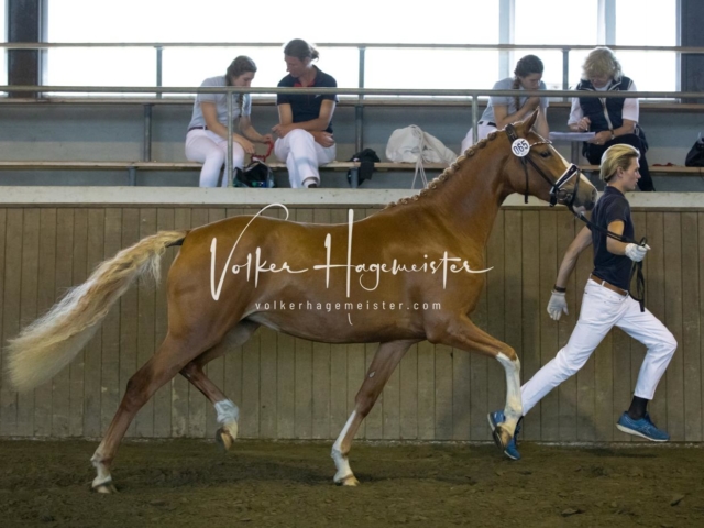 PSB Eliteschau Teil 2 20