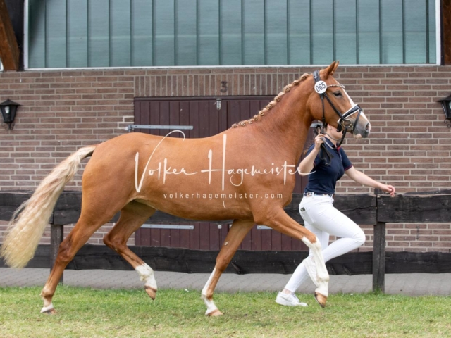 PSB Eliteschau Teil 2 22