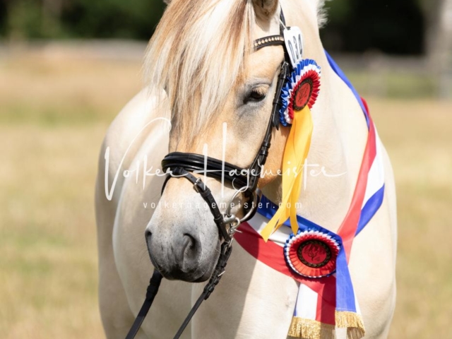 PSB Eliteschau Teil 1 Siegerstuten 11