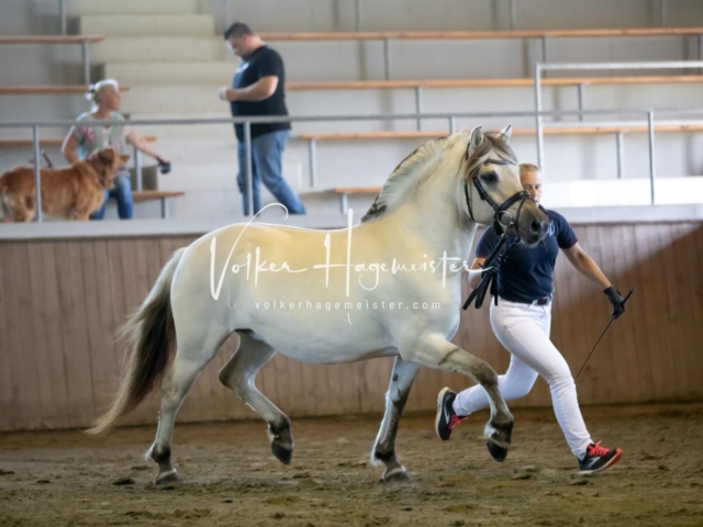 PSB Eliteschau Teil 1 Siegerstuten 13