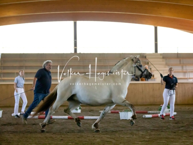 PSB Eliteschau Teil 1 Siegerstuten 14