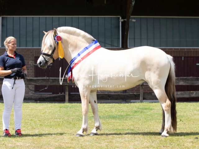 PSB Eliteschau Teil 1 Siegerstuten 15