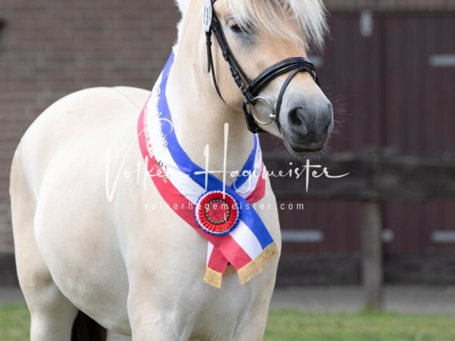 PSB Eliteschau Teil 1 Siegerstuten 17