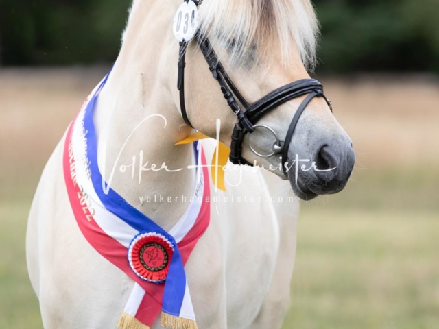 PSB Eliteschau Teil 1 Siegerstuten 20