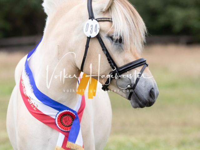 PSB Eliteschau Teil 1 Siegerstuten 21