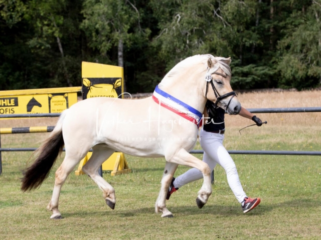 PSB Eliteschau Teil 1 Siegerstuten 22