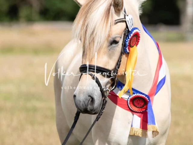 PSB Eliteschau Teil 1 Siegerstuten 23