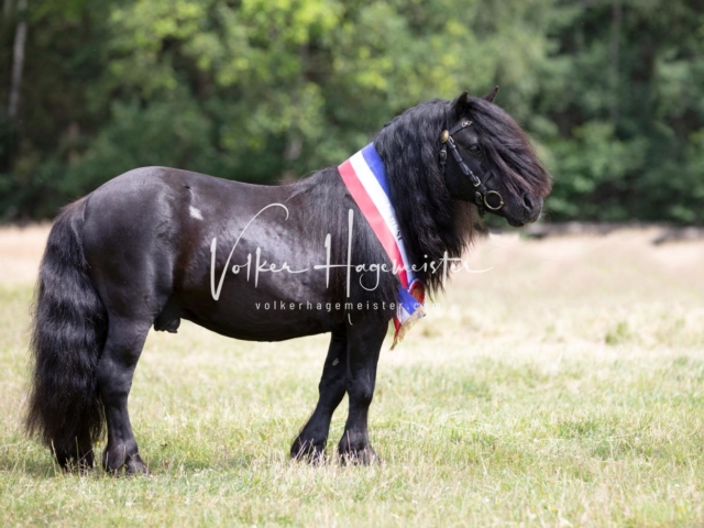 PSB Eliteschau Elite-Auszeichnungen 14