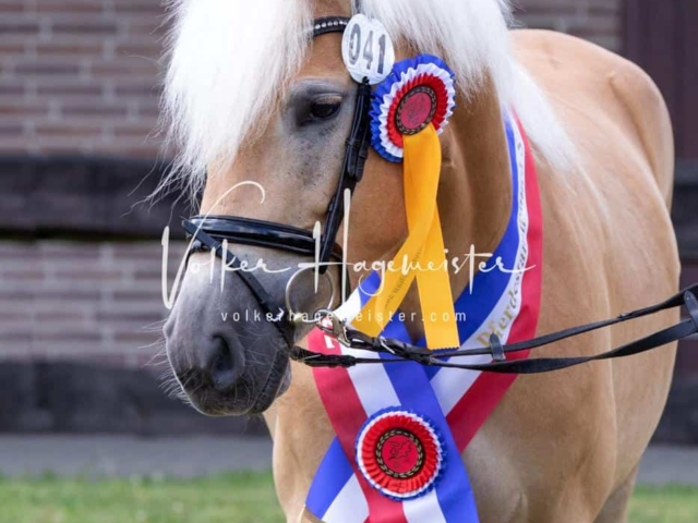 PSB Eliteschau Teil 1 Siegerstuten 25