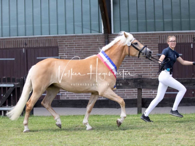 PSB Eliteschau Teil 1 Siegerstuten 26