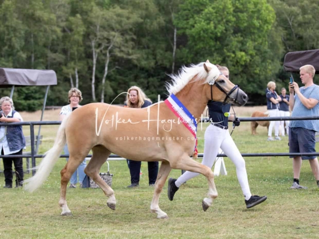 PSB Eliteschau Teil 1 Siegerstuten 27