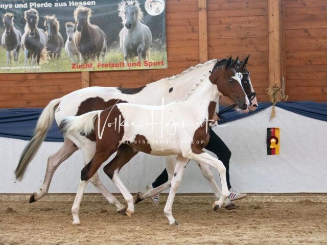 ZfdP Bundesschau Sonntag 2