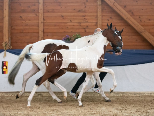 ZfdP Bundesschau Sonntag 3