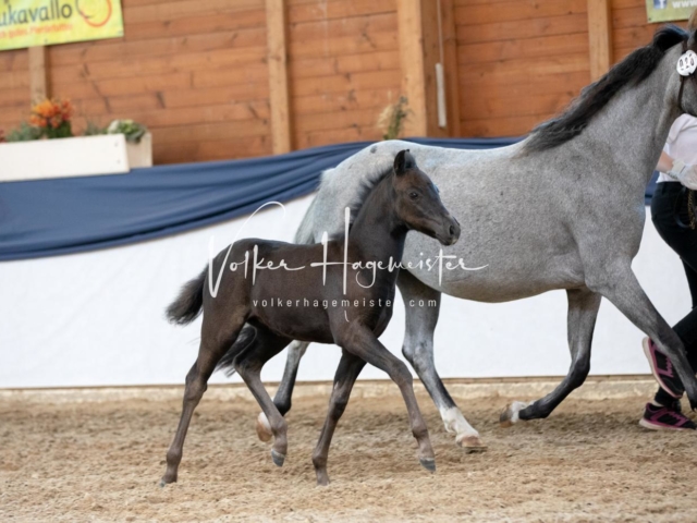 ZfdP Bundesschau Samstag 4
