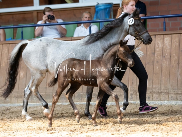 ZfdP Bundesschau Samstag 5