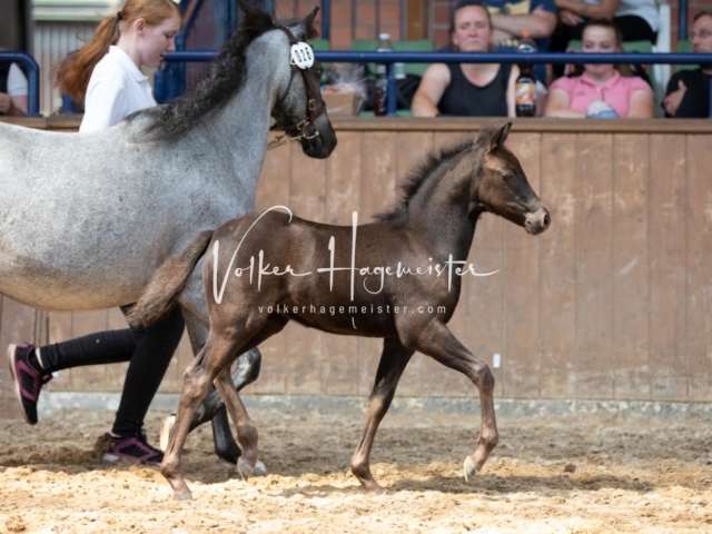 ZfdP Bundesschau Samstag 6