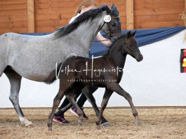 ZfdP Bundesschau Samstag 7