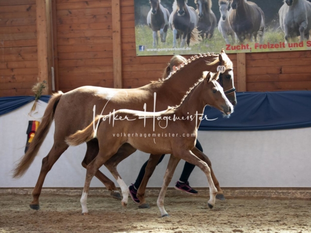ZfdP Bundesschau Sonntag 4