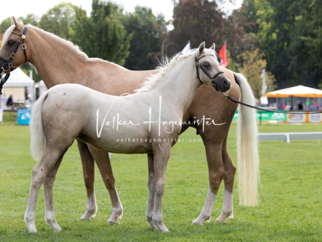 PSB Fohlenchampionat 2