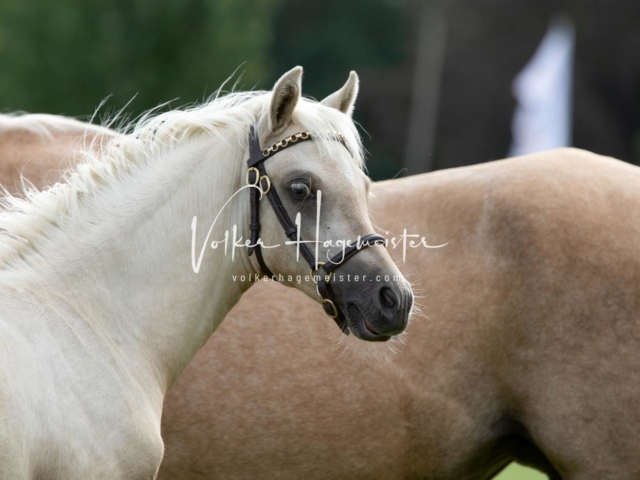 PSB Fohlenchampionat 3