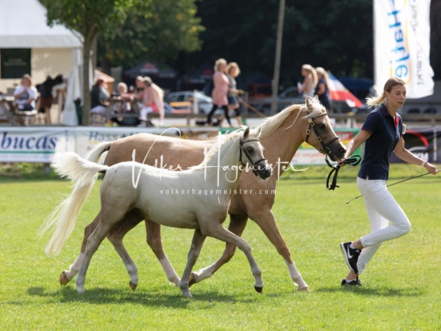 PSB Fohlenchampionat 5