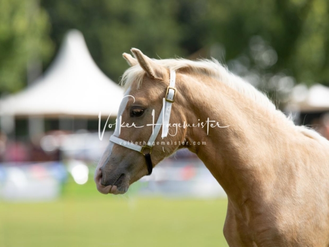 PSB Fohlenchampionat 28