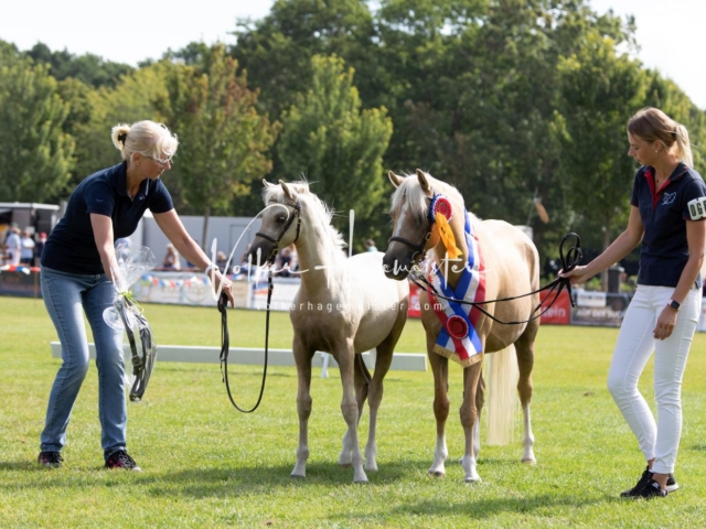 PSB Fohlenchampionat 6
