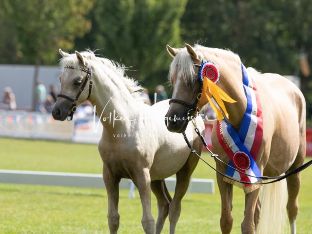 PSB Fohlenchampionat 7