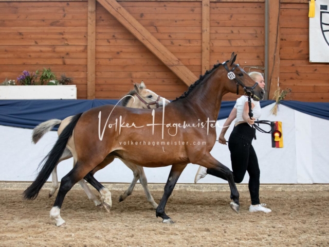 ZfdP Bundesschau Sonntag 5