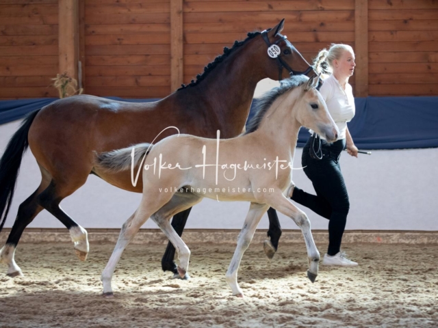 ZfdP Bundesschau Sonntag 6