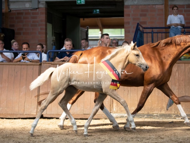 ZfdP Bundesschau Sonntag 8