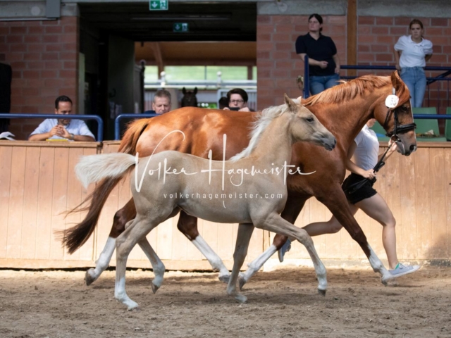 ZfdP Bundesschau Sonntag 9