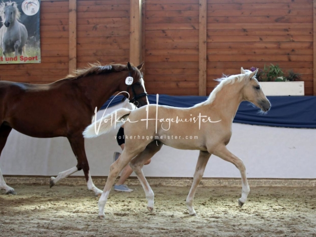 ZfdP Bundesschau Sonntag 10