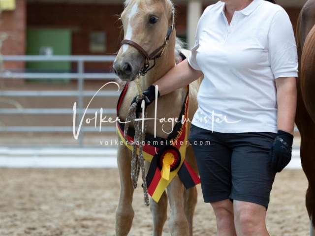 ZfdP Bundesschau Sonntag 11