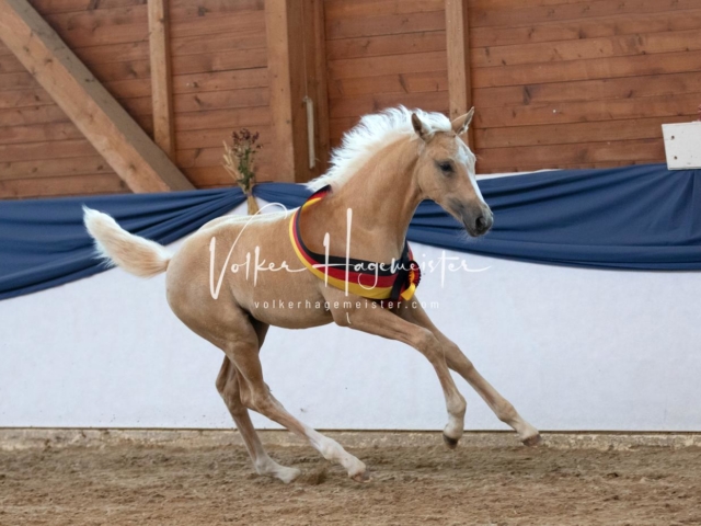 ZfdP Bundesschau Sonntag 12