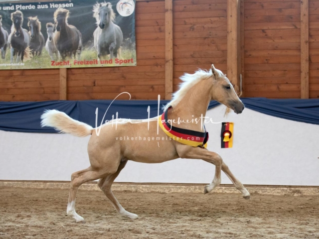 ZfdP Bundesschau Sonntag 13