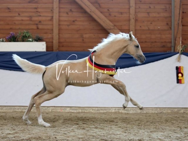 ZfdP Bundesschau Sonntag 14