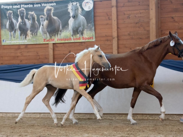 ZfdP Bundesschau Sonntag 15