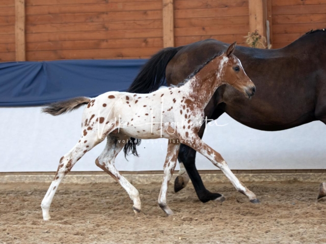 ZfdP Bundesschau Samstag 8