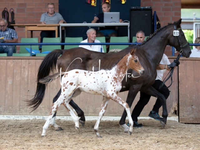 ZfdP Bundesschau Samstag 9