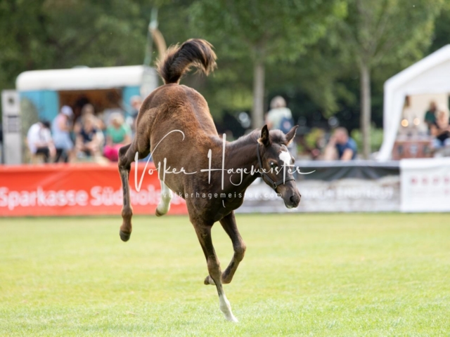 PSB Fohlenchampionat 9