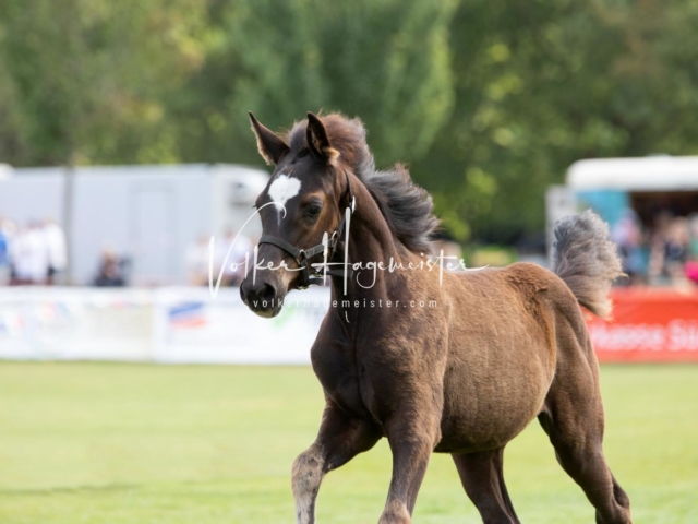 PSB Fohlenchampionat 10