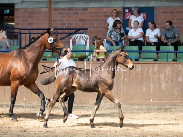 ZfdP Bundesschau Sonntag 16