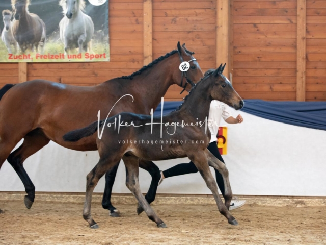 ZfdP Bundesschau Sonntag 17
