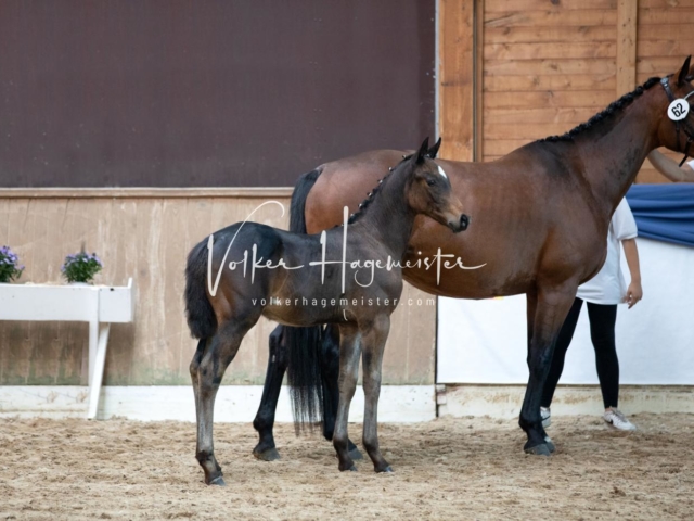 ZfdP Bundesschau Sonntag 18