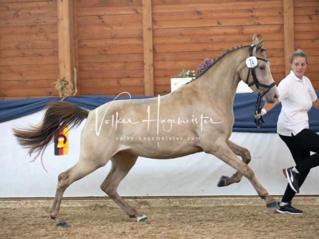 ZfdP Bundesschau Sonntag 19