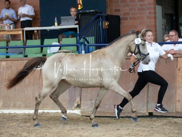 ZfdP Bundesschau Sonntag 20