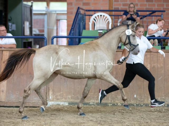 ZfdP Bundesschau Sonntag 21
